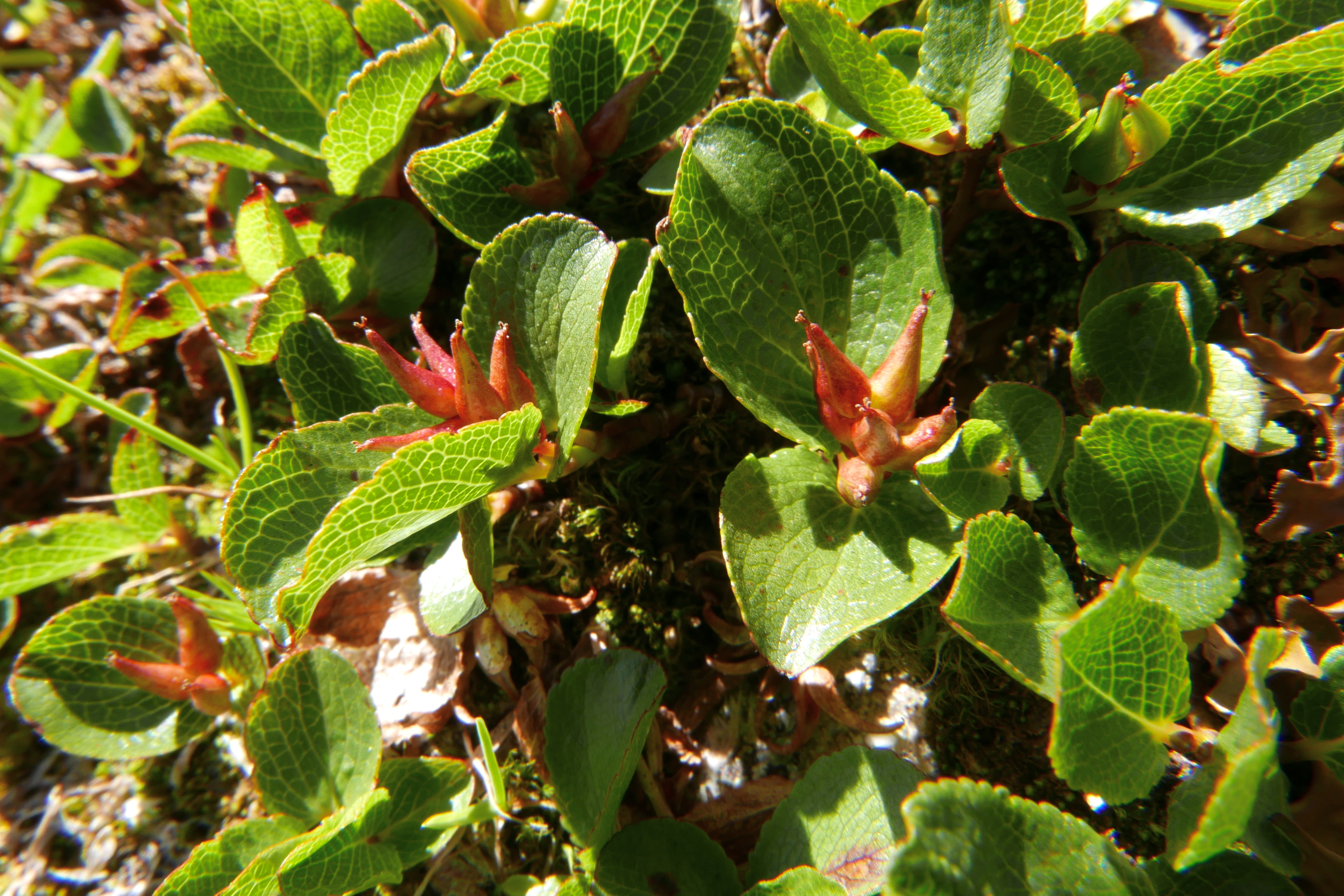 salix-herbacea-l